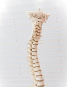 Model of human spine in front of white blinds. Chiropractors are the only professionals trained to specifically diagnose and correct spinal problems naturally