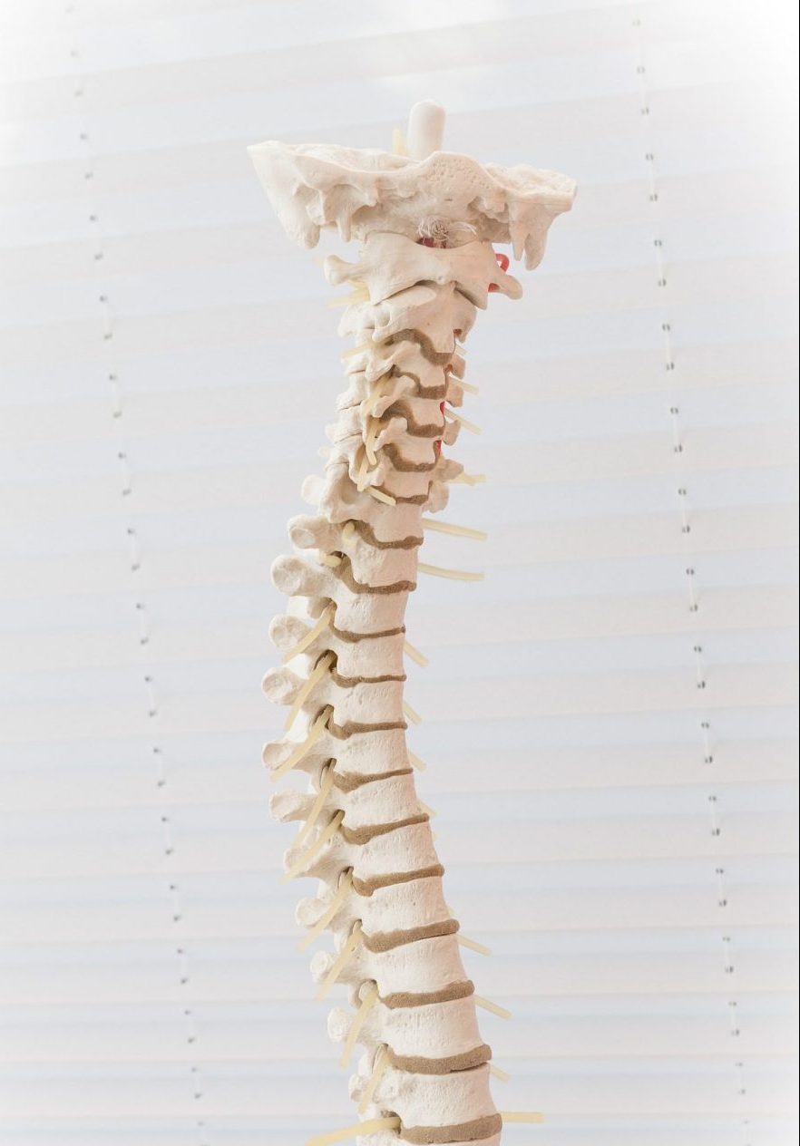 Model of human spine in front of white blinds. Chiropractors are the only professionals trained to specifically diagnose and correct spinal problems naturally